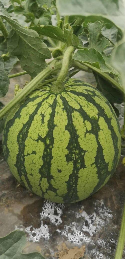 搞笑的吃瓜群众必看,笑料百出！吃瓜群众必看的搞笑瞬间大盘点