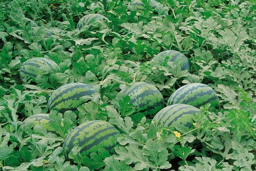 吃瓜群众进瓜园图片大全