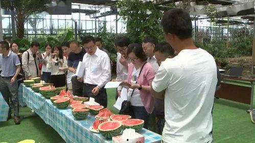 杭州市一线吃瓜群众,杭州街头一线“吃瓜群众”的麻辣点评