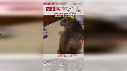 猫吃瓜群众,揭秘喵星人的八卦世界