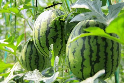 吃瓜群众吃蔬菜,吃瓜群众的新宠