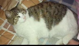 吃瓜群众小猫图片搞笑,小猫搞笑瞬间大盘点