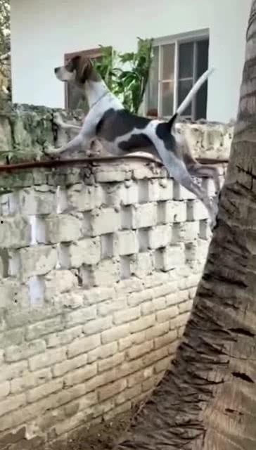 吃瓜群众看热闹和狗哥,热闹非凡一幕再现