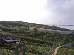 眉山吃瓜群众事件最新,网络热议背后的真相与反思