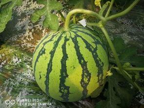 开年大瓜吃瓜群众,吃瓜群众热议年度爆红事件